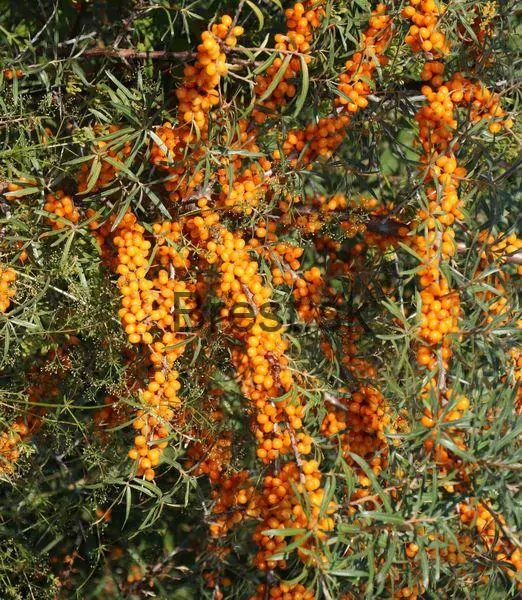 Hippophae rhamnoides 'Friesdorfer Orange' samoopelivá